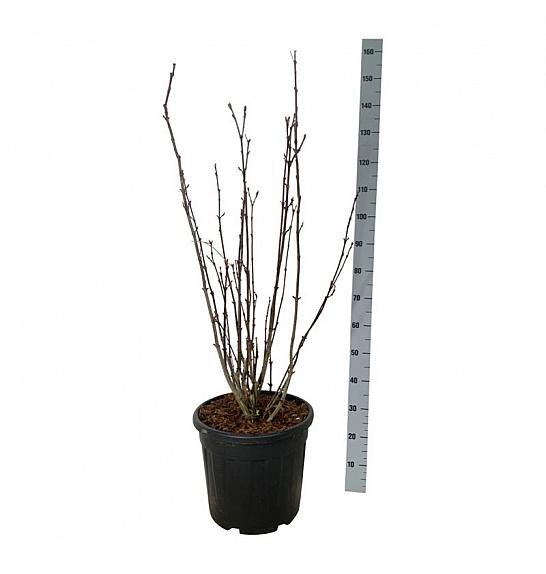 Staphylea colchica C30 Lit. 100-125 cm extra