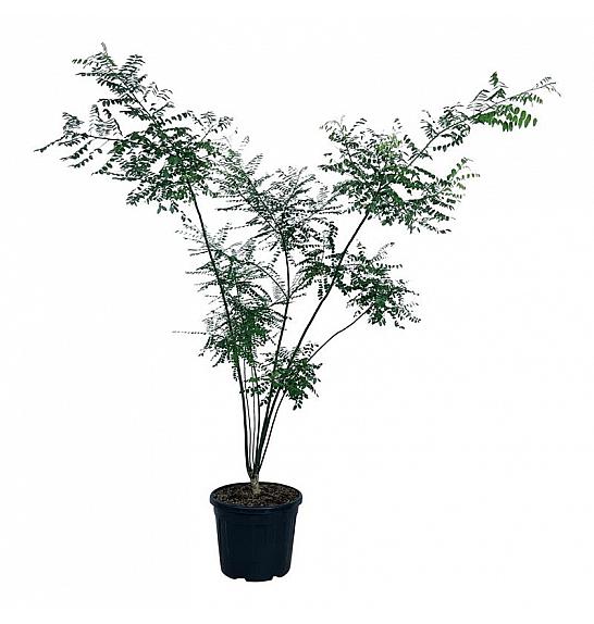 Styphnolobium japonicum C55 Lit. 175-200 cm extra