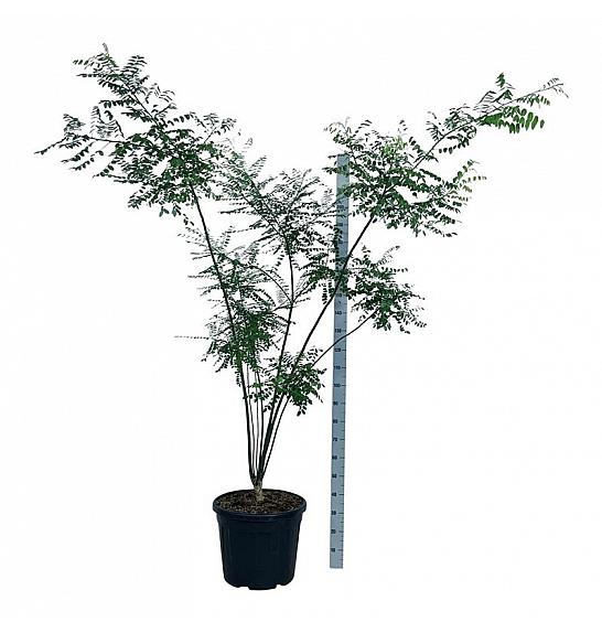 Styphnolobium japonicum C55 Lit. 175-200 cm extra