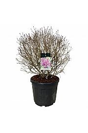 Syringa BLOOMERANG® Dark Purple C55 Lit. 60-80 cm; Krogla extra