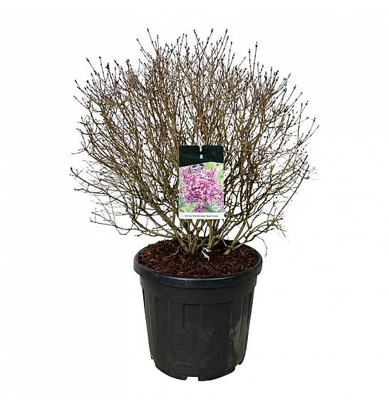 Syringa BLOOMERANG® Dark Purple C55 Lit. 60-80 cm; Krogla extra