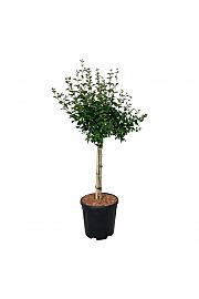 Syringa BLOOMERANG® Pink Perfume C15 Lit. Na steblu 60 cm