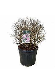 Syringa meyeri Palibin C55 Lit. 60-80 cm; Krogla extra