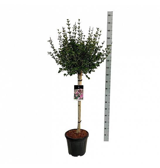Syringa meyeri Palibin C15 Lit. Na steblu 80 cm