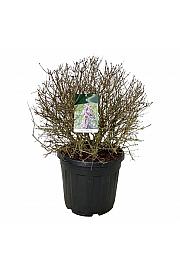 Syringa Sugar Plum Fairy C55 Lit. 60-80 cm; Krogla extra