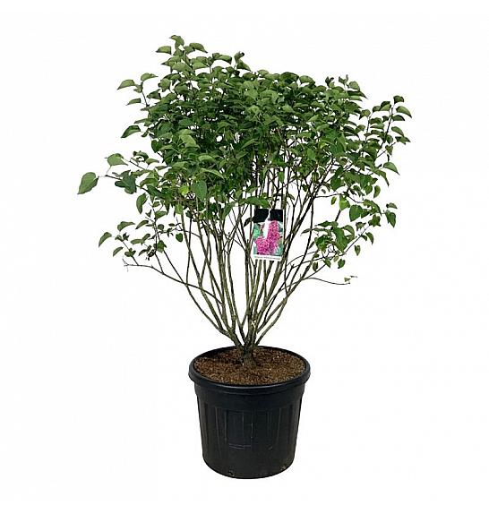 Syringa vulgaris Andenken an Ludwig Späth C90 Lit. 125-150 cm extra