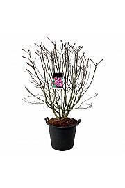 Syringa vulgaris Michel Buchner C55 Lit. 125-150 cm extra