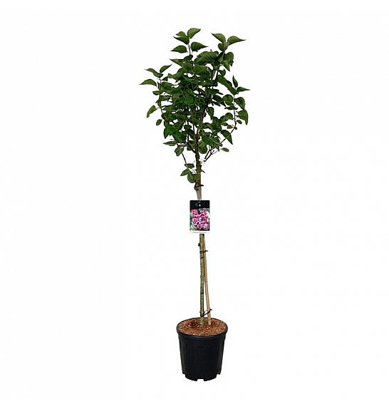 Syringa vulgaris Michel Buchner C15 Lit. Na steblu 90 cm