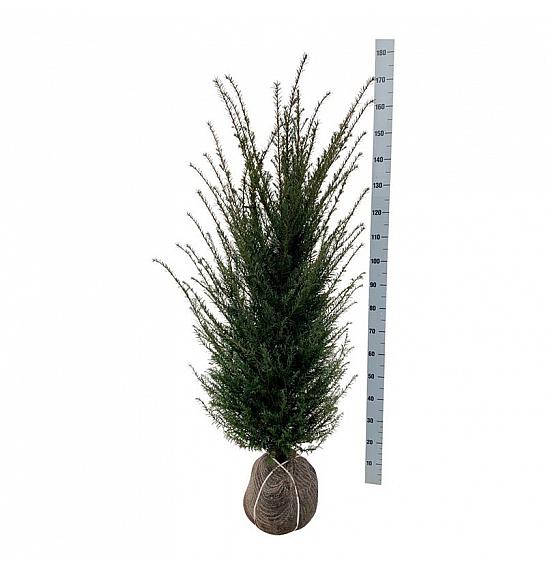 Taxus baccata bala 120-140 cm