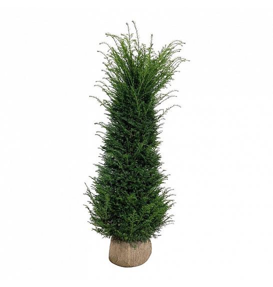 Taxus baccata bala 180-200 cm extra