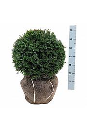Taxus baccata bala 45-50 cm; Krogla extra