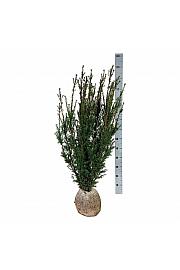 Taxus media Hicksii bala 100-120 cm