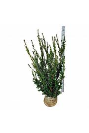 Taxus media Hillii bala 100-120 cm
