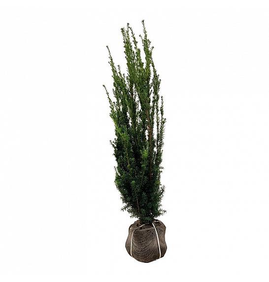 Taxus media Hillii bala 120-140 cm