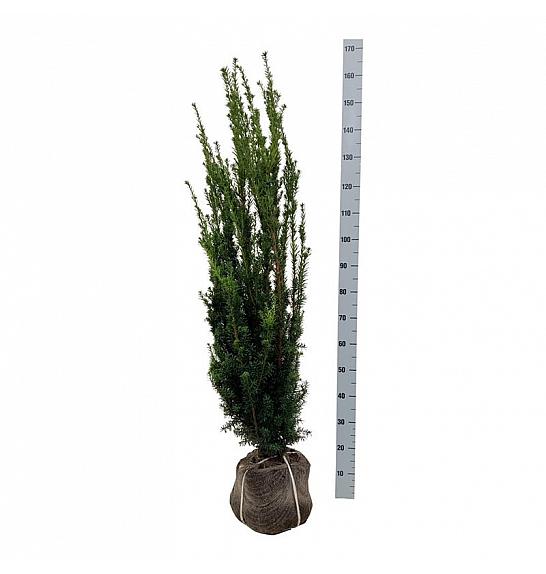 Taxus media Hillii bala 120-140 cm
