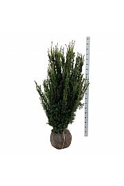 Taxus media Hillii bala 120-140 cm extra