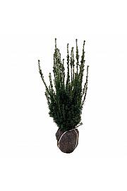 Taxus media Hillii bala 80-100 cm extra