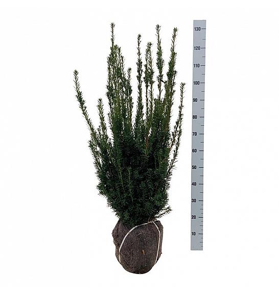 Taxus media Hillii bala 80-100 cm extra