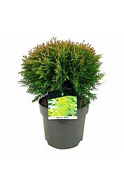 Thuja occidentalis Danica C7 Lit. 30-35 cm
