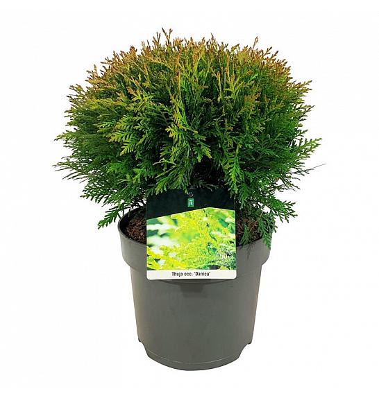 Thuja occidentalis Danica C7 Lit. 30-35 cm