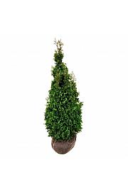Thuja occidentalis Degroots Spire bala 120-140 cm
