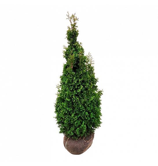 Thuja occidentalis Degroots Spire bala 120-140 cm
