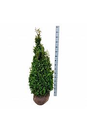 Thuja occidentalis Degroots Spire bala 120-140 cm
