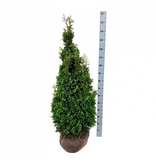 Thuja occidentalis Degroots Spire bala 120-140 cm