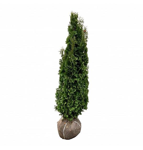 Thuja occidentalis Degroots Spire bala 140-160 cm extra