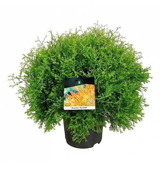 Thuja occidentalis Fire Chief C7 Lit. 40-50 cm