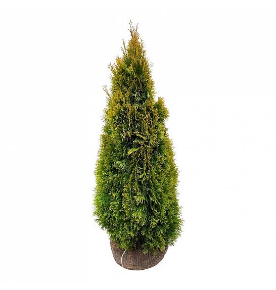 Thuja occidentalis Golden Smaragd PBR bala 100-120 cm extra