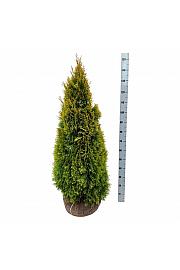 Thuja occidentalis Golden Smaragd PBR bala 100-120 cm extra