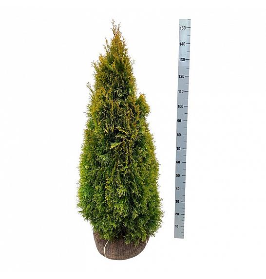Thuja occidentalis Golden Smaragd PBR bala 100-120 cm extra