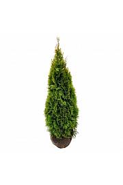 Thuja occidentalis Golden Smaragd PBR bala 120-140 cm extra