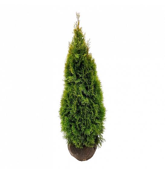 Thuja occidentalis Golden Smaragd PBR bala 120-140 cm extra