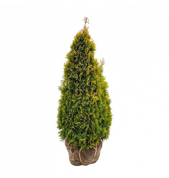 Thuja occidentalis Golden Smaragd PBR bala 80-100 cm extra