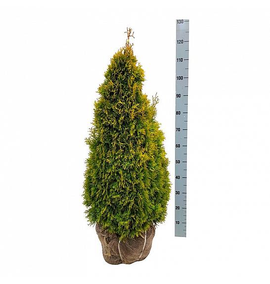 Thuja occidentalis Golden Smaragd PBR bala 80-100 cm extra