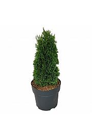 Thuja occidentalis Maks C4 Lit. 25-30 cm