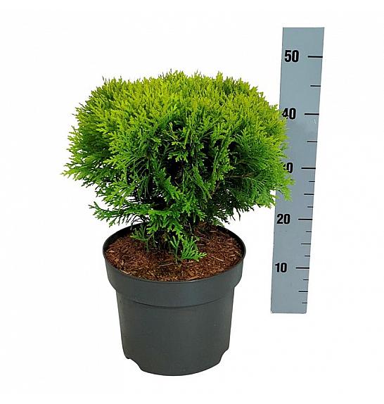 Thuja occidentalis Mirjam C7 Lit. 30-40 cm