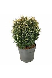 Thuja occidentalis Piccadilly C7,5 Lit. 30-40 cm