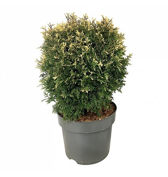 Thuja occidentalis Piccadilly C7,5 Lit. 30-40 cm