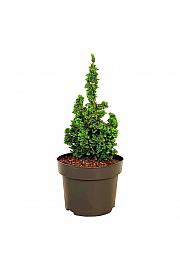 Thuja occidentalis Primo C5 Lit. 15-20 cm