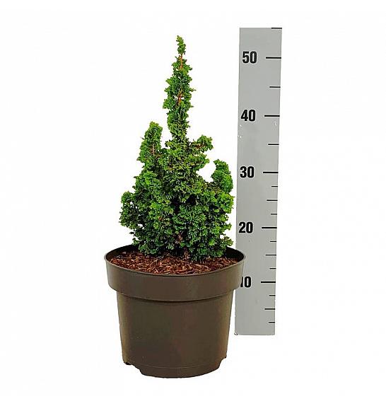 Thuja occidentalis Primo C5 Lit. 15-20 cm