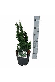 Thuja occidentalis Primo C4 Lit. 25-30 cm