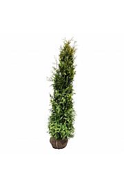 Thuja occidentalis Salland bala 180-200 cm extra