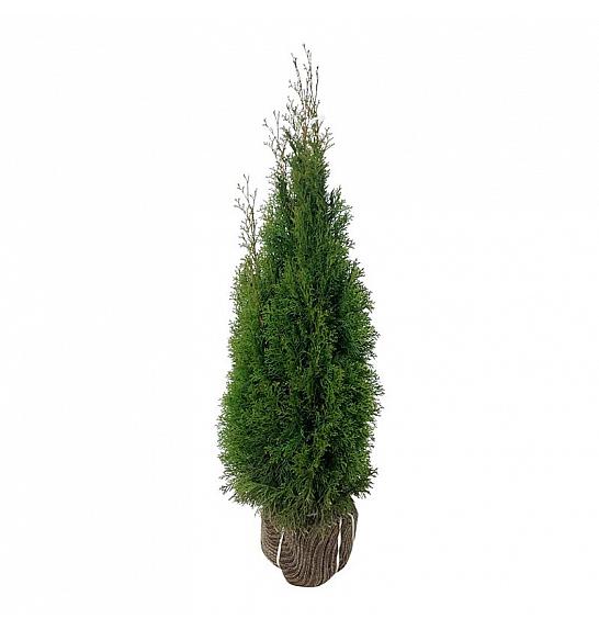Thuja occidentalis Smaragd bala 100-120 cm
