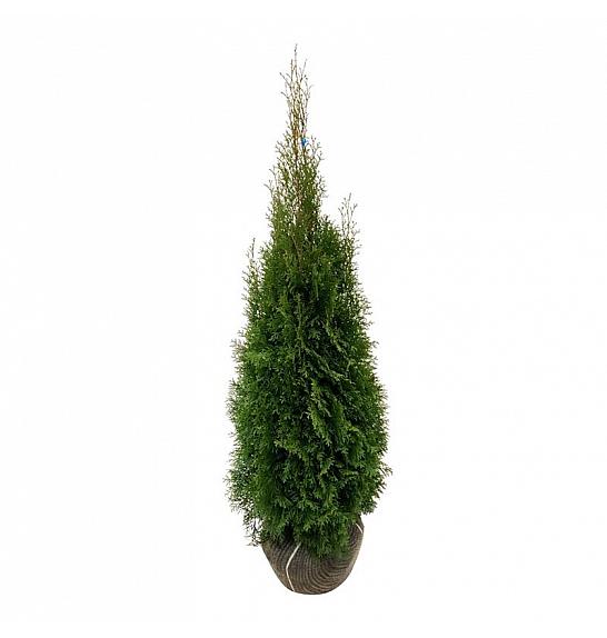 Thuja occidentalis Smaragd bala 120-140 cm