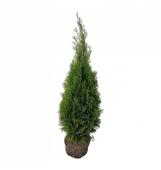 Thuja occidentalis Smaragd bala 80-100 cm
