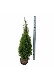 Thuja occidentalis Smaragd bala 80-100 cm