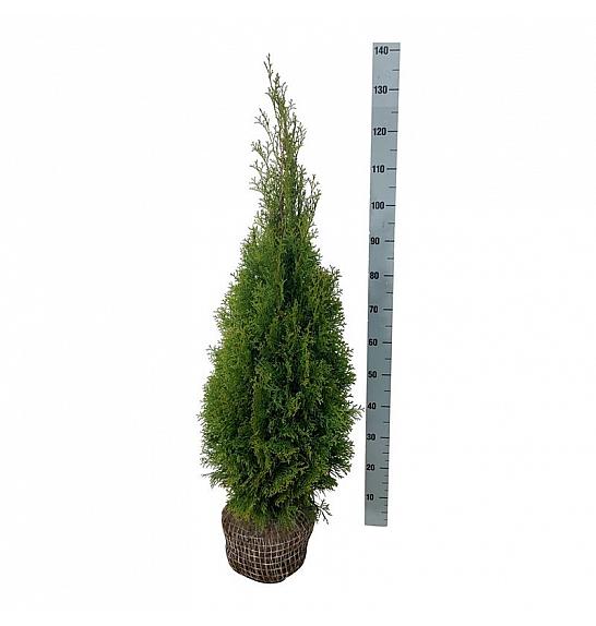 Thuja occidentalis Smaragd bala 80-100 cm